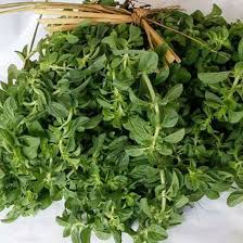 تصویر 2 از کاکوتی مرغوب آذربایجان غربی